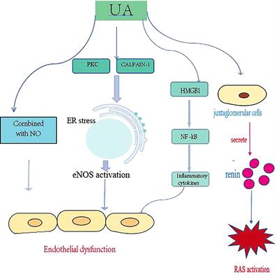 Frontiers Excess Uric Acid Induces Gouty Nephropathy Through Crystal